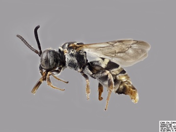[Epeolus canadensis male thumbnail]